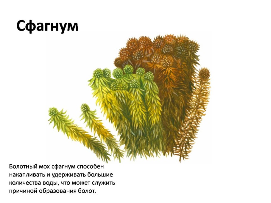 Мох сфагнум зарисовка