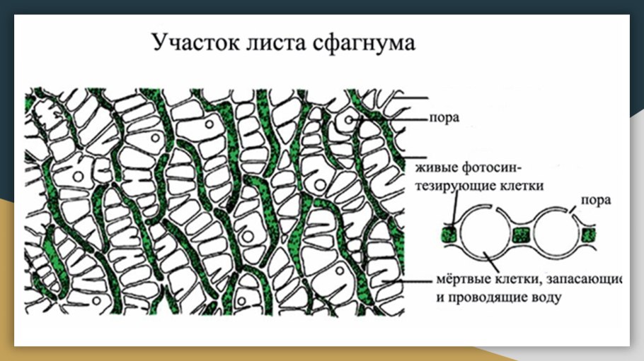 Мох сфагнум клетки листа под микроскопом строение