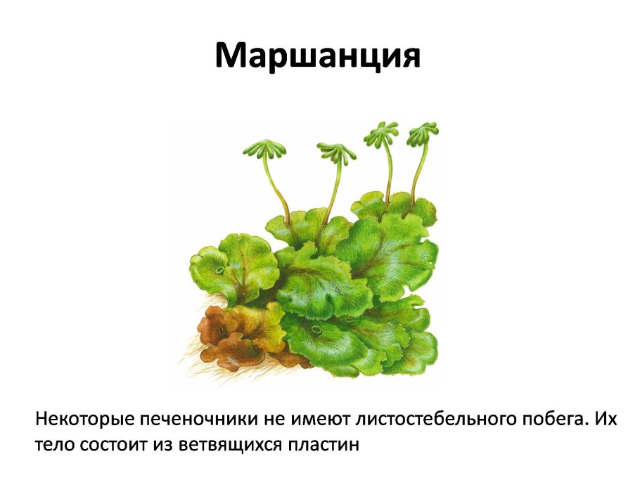 Печеночники маршанция