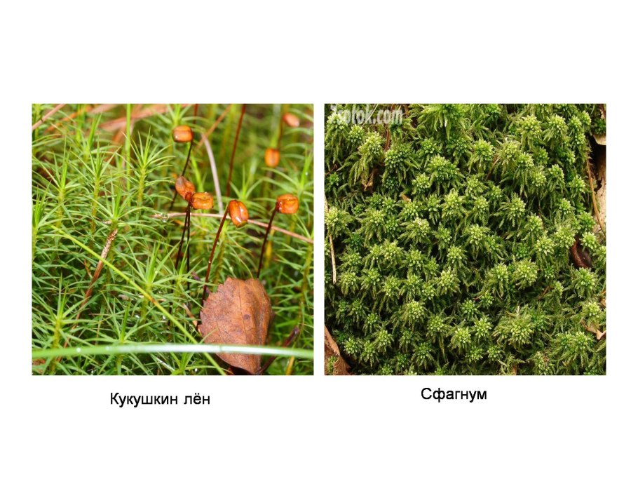 Мхи кукушкин лен и сфагнум