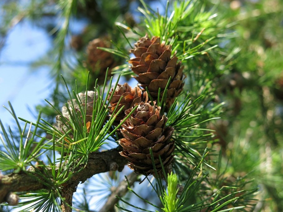Орех Кедровый (Pinus sibirica du Tour)