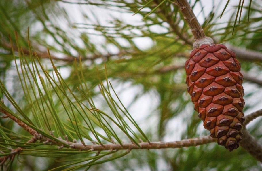 Pinus elliottii шишки