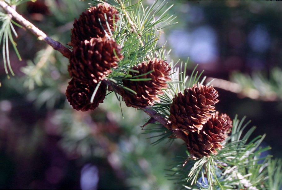 Pinus Sylvestris шишки