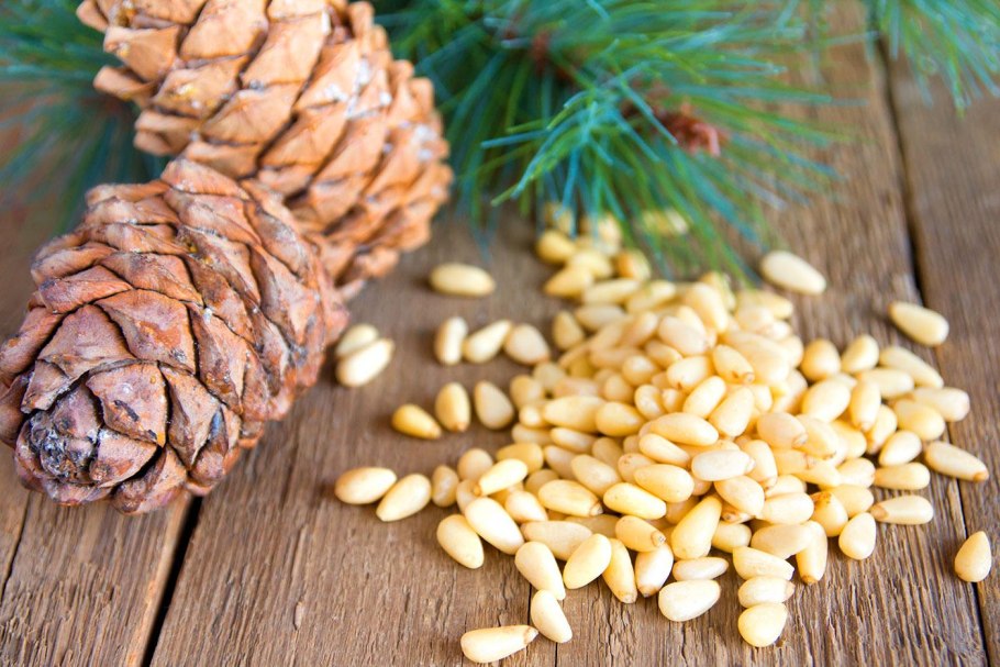 Лиственница Сибирская Larix sibirica