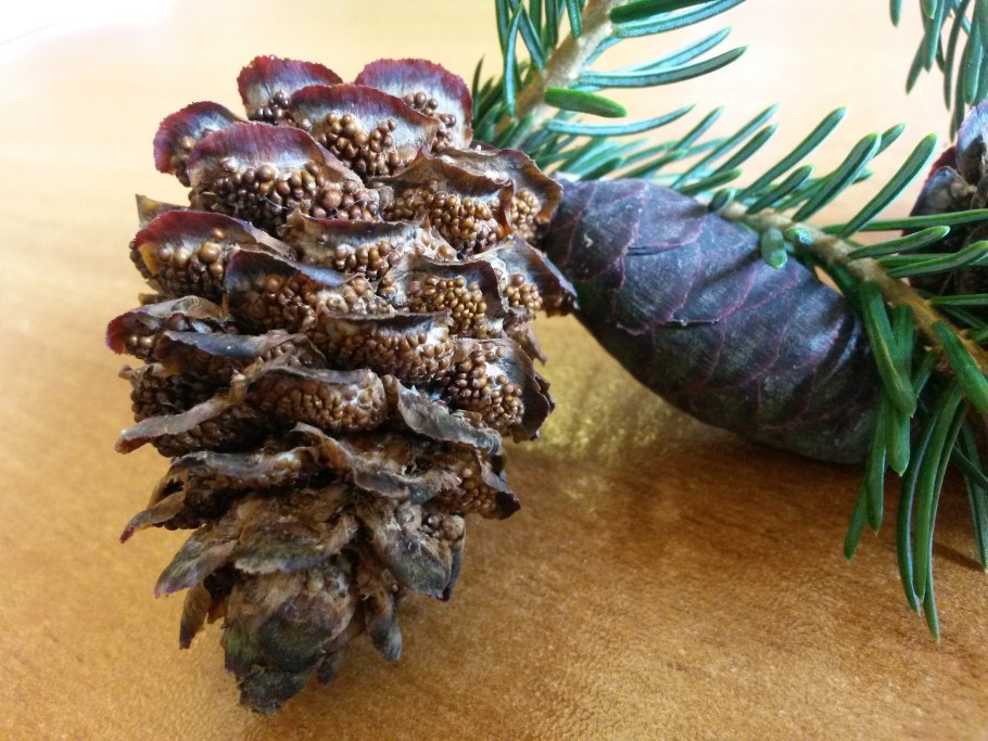 Pinus sibirica Cembra ветка