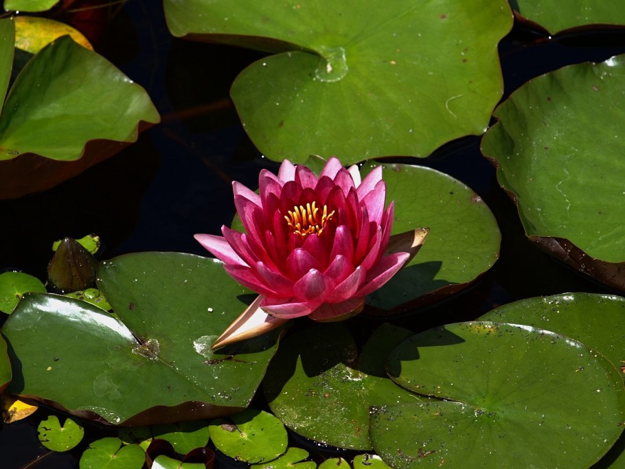 Водяная Лилия