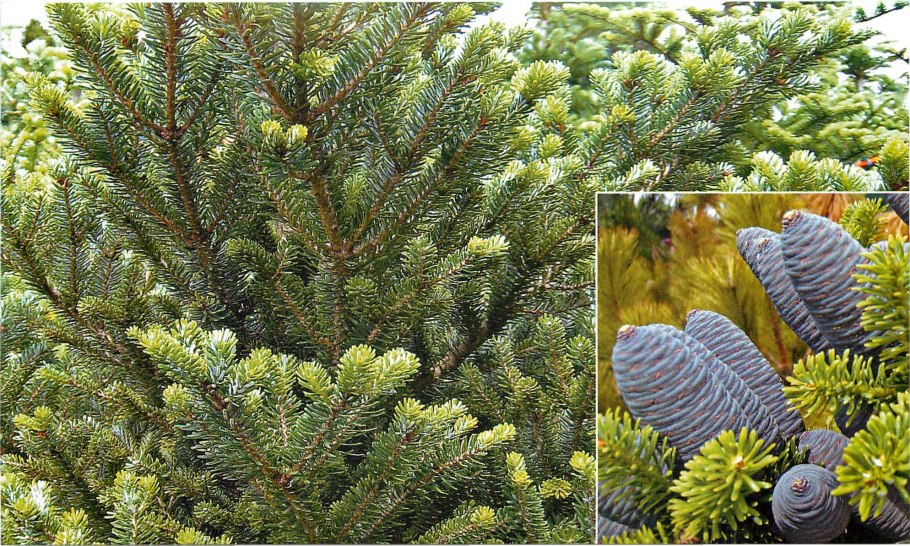 Дискус корабль Саратов