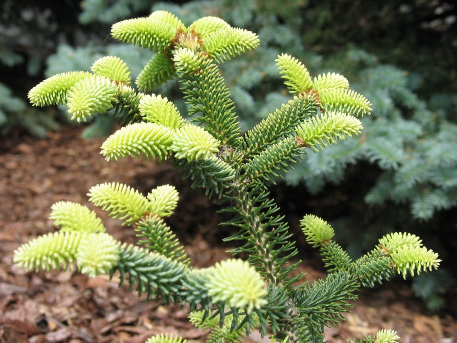 Пихта Кавказская Abies nordmanniana (Steven.)