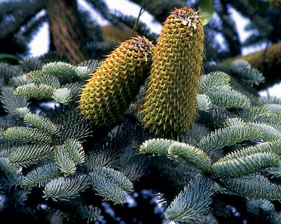 Пихта Абиес Кореана