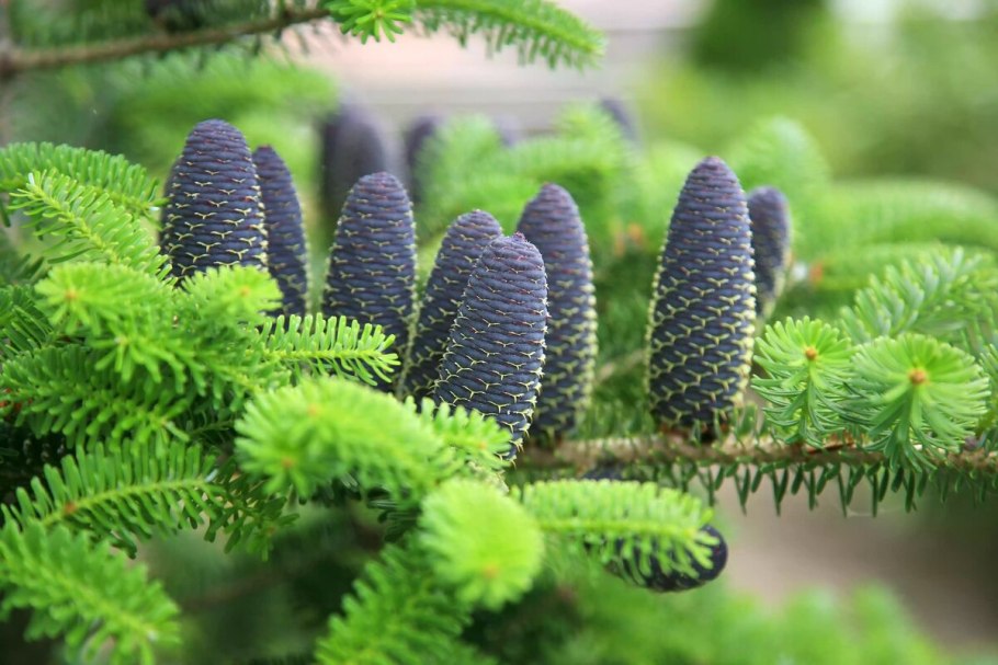 Пихта шершавоплодная