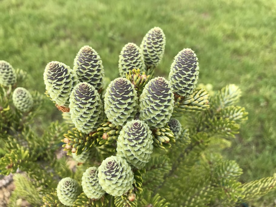 Пихта Грин спайн