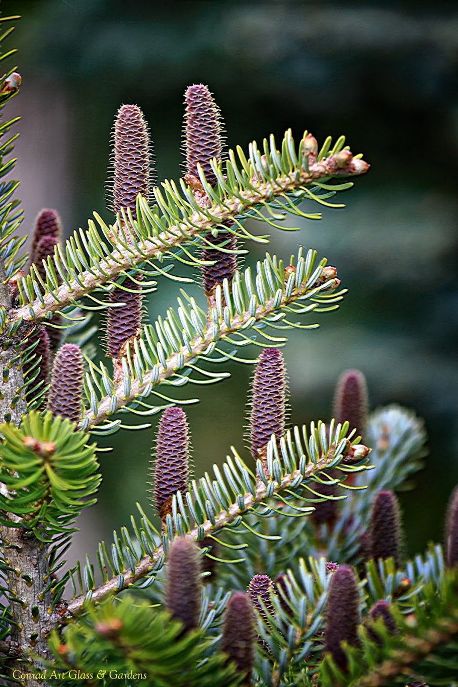Пихта благородная видовая норма