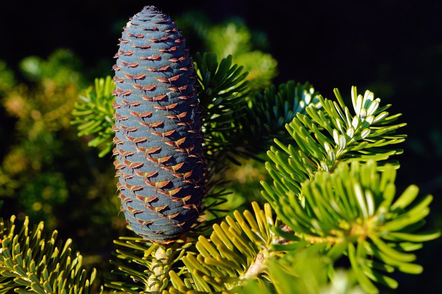 Ель Abies Koreana