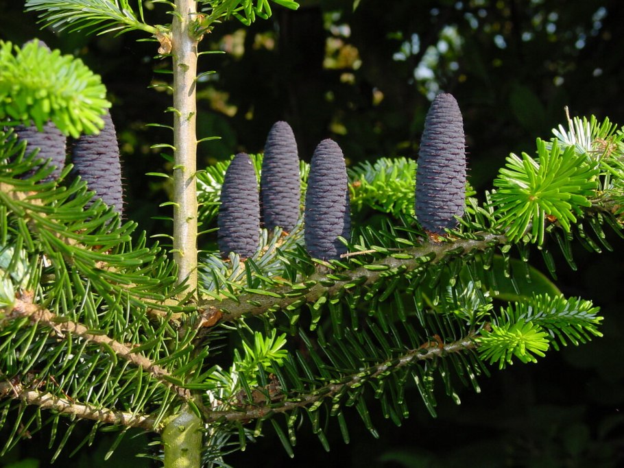 Пихта Абиес Кореана