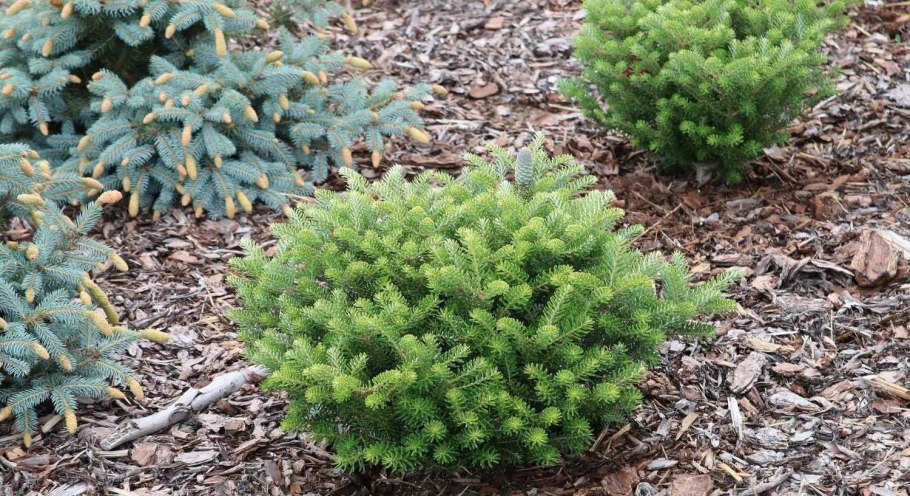 Дискус тигровый