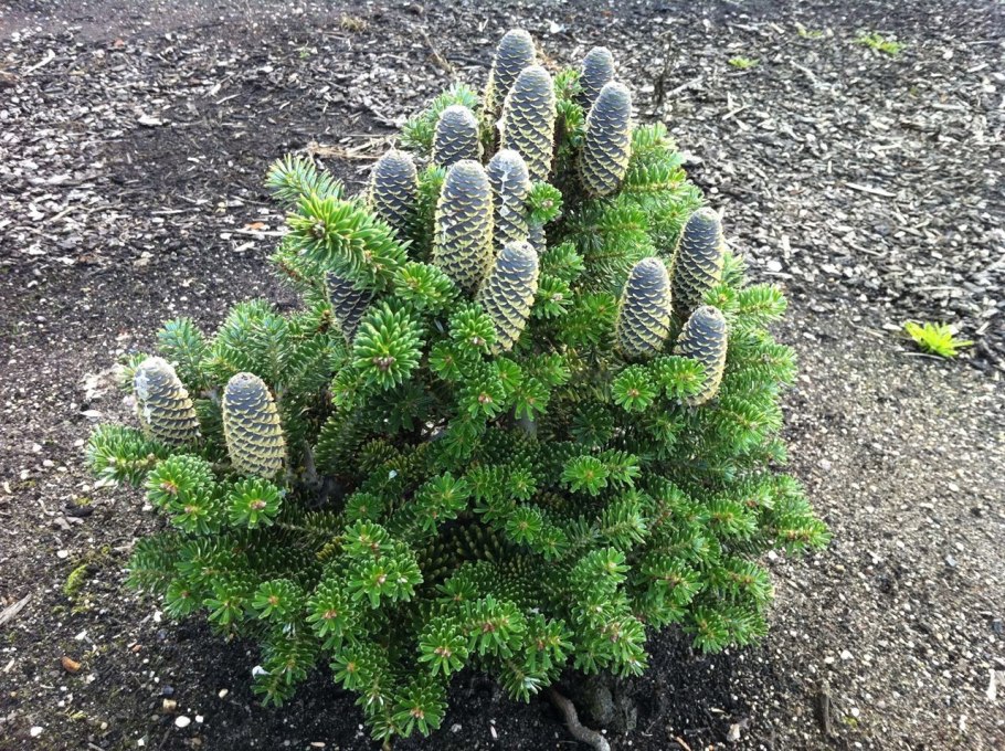 Abies sibirica Lukasz