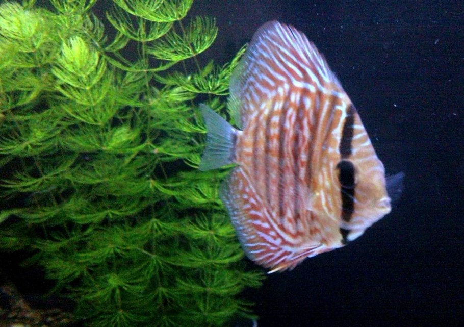 Пихта корейская samling