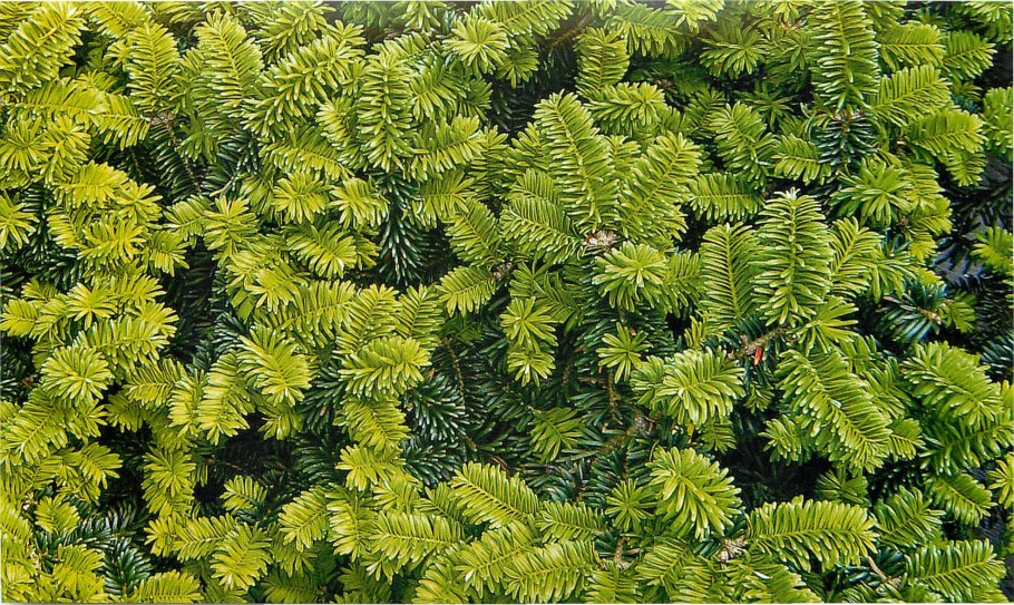 Пихта корейская Альба