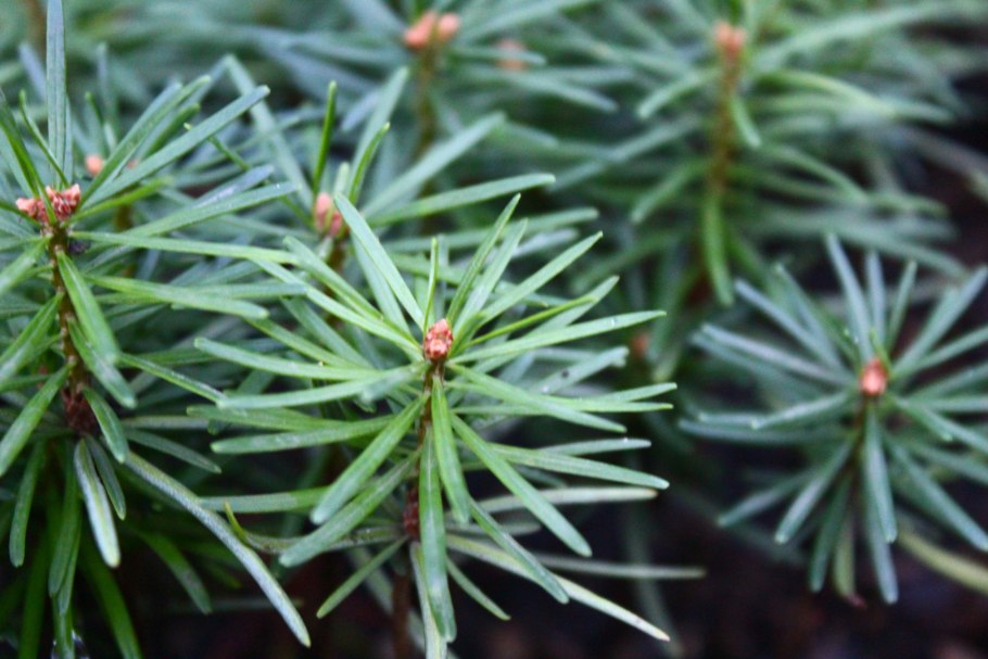 Пихта корейская шишки