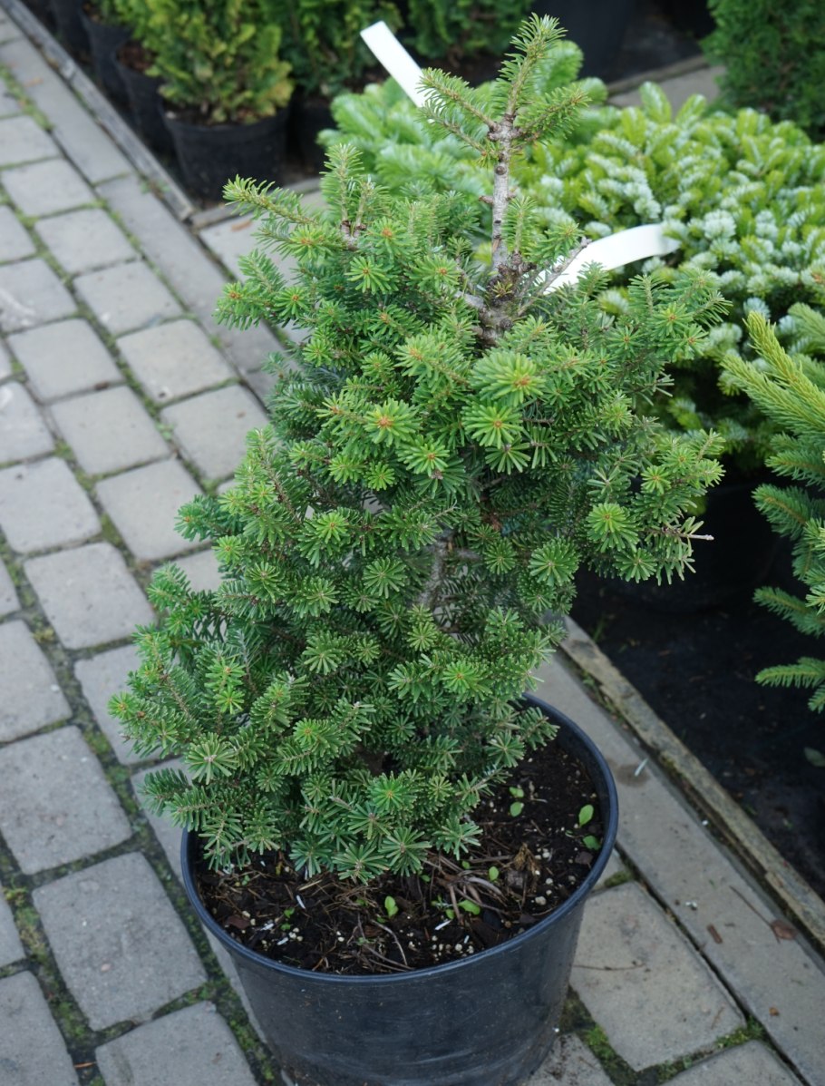 Пихта Дальневосточная