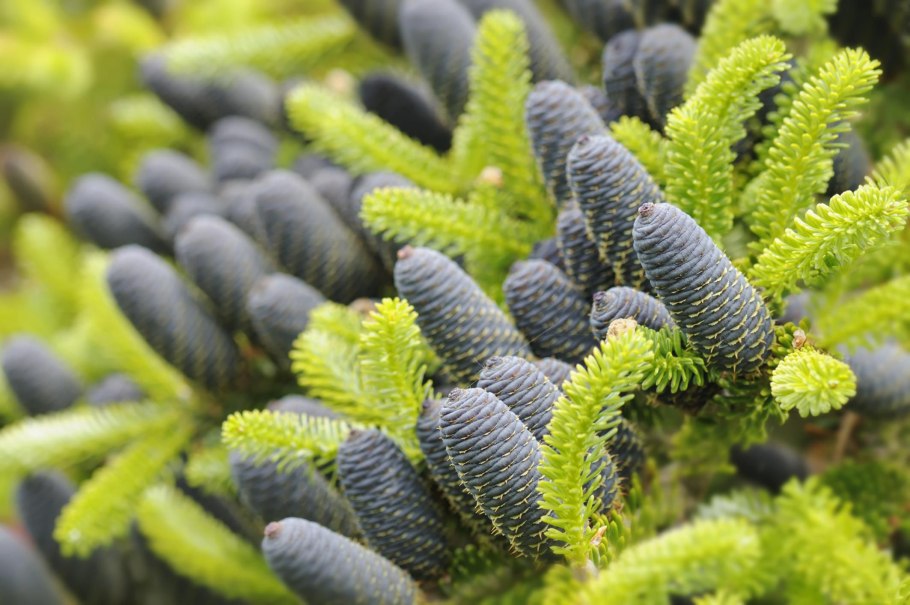 Пихта корейская Дискус