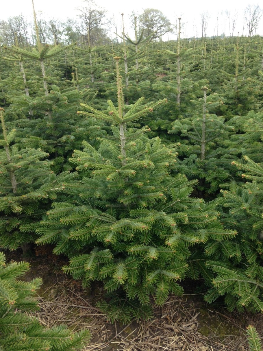 Пихта Сибирская Сильберлок