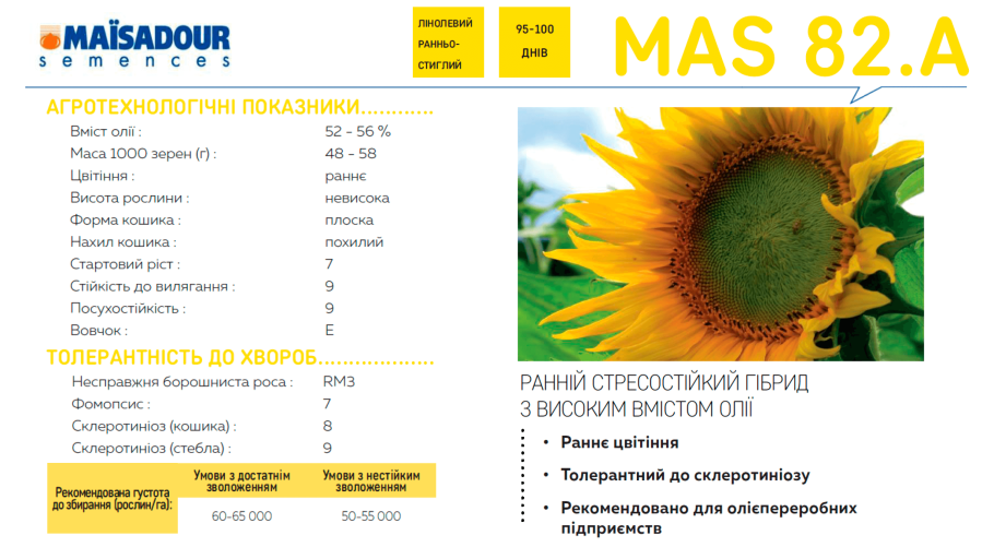 Поле с подсолнухами