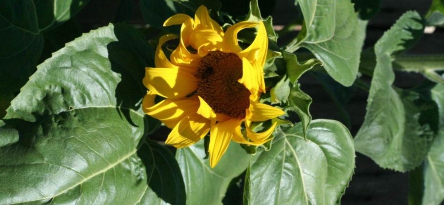 Подсолнухи на даче