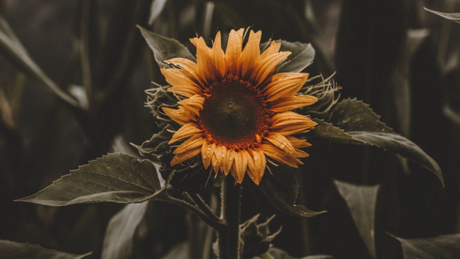 Сорт подсолнечника Ягуар