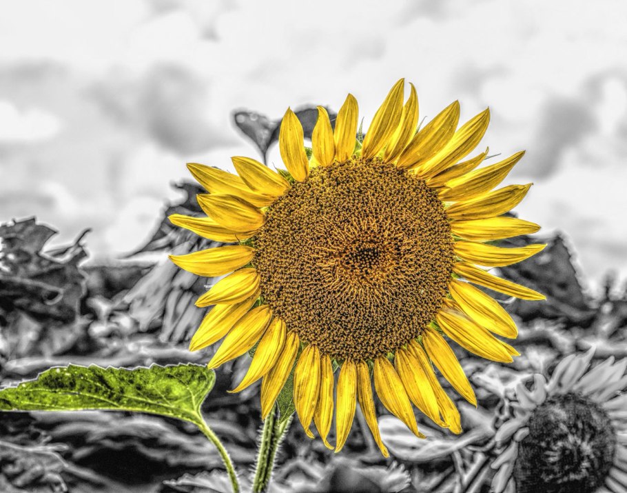 Гибрид подсолнечника пр62ле122