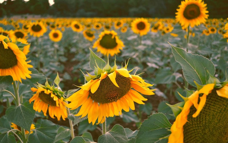 Подсолнечник Донской крупноплодный