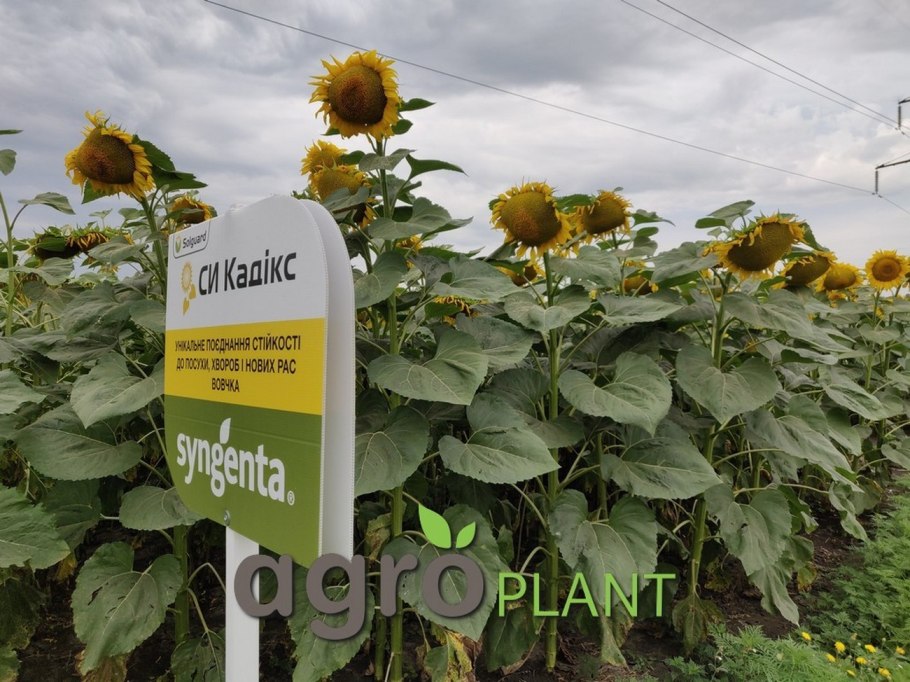 Подсолнухи классика