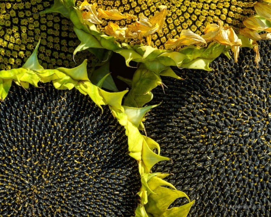 Семена подсолнечника конди