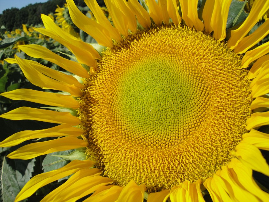 Однолетний сорный подсолнечник