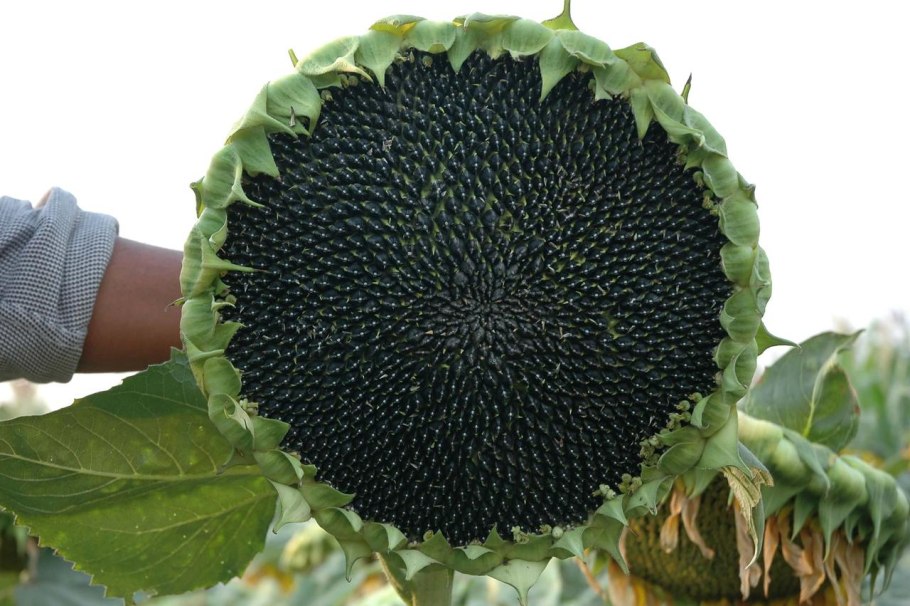 Подсолнух чашелистик