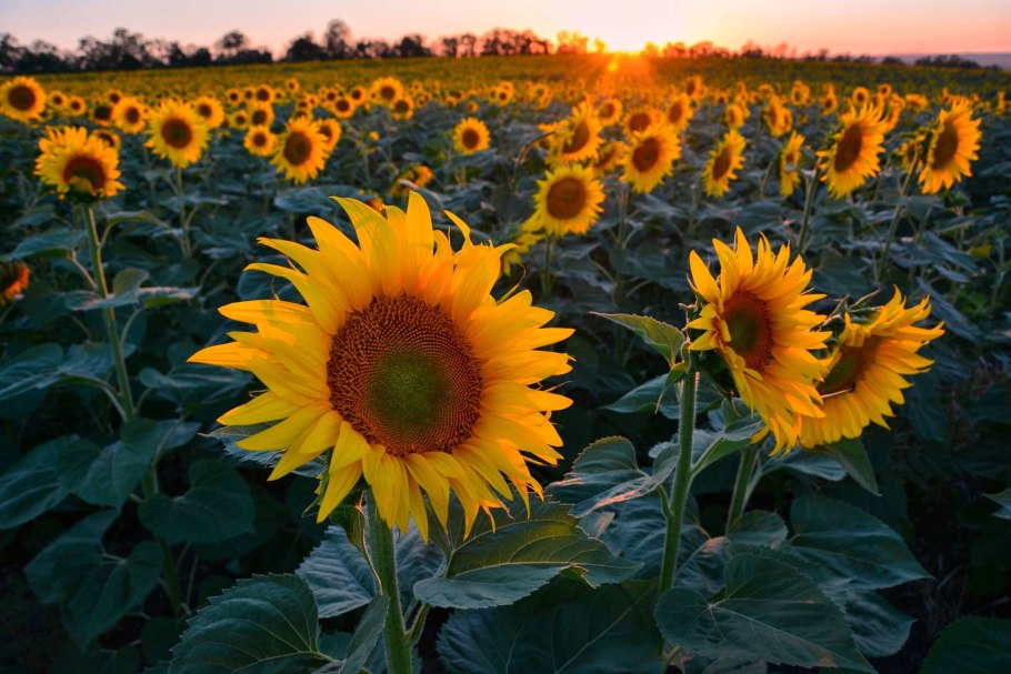 Ирен КЛП гибрид подсолнечника
