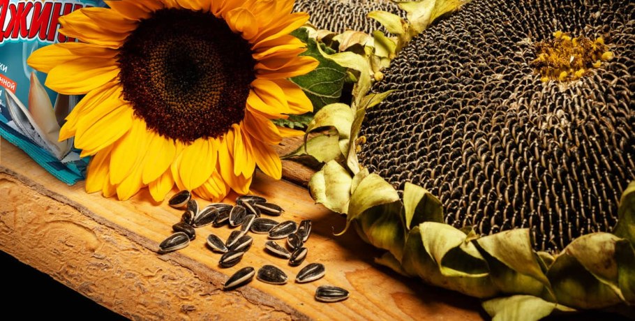 Природа Подсолнухи