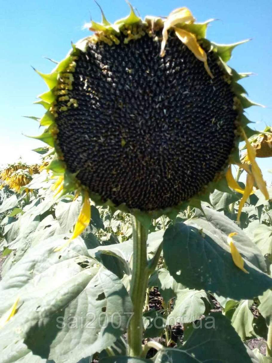 Тигр Подсолнухи фото новый год