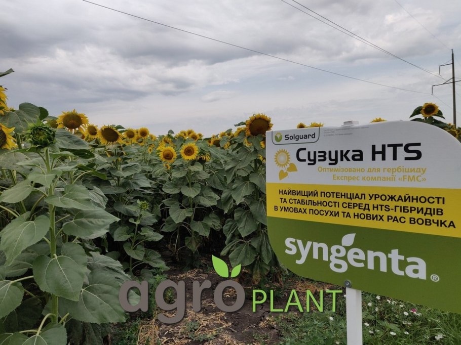 Головка подсолнуха