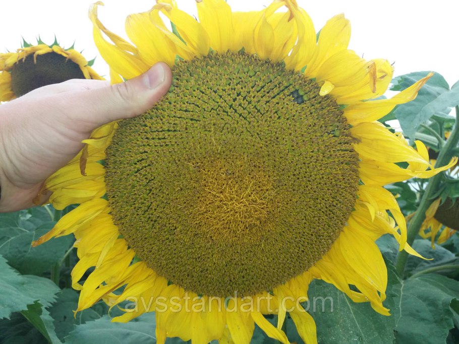 Подсолнечник Сузука характеристика