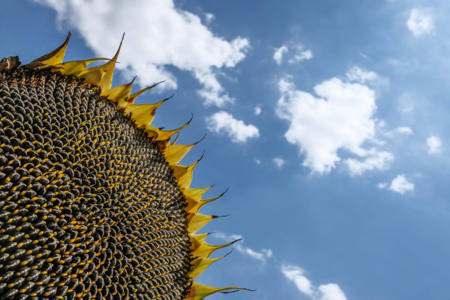 Подсолнечник Мулен Руж фото