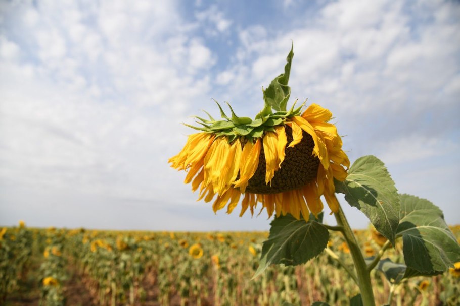 Семечки подсолнуха