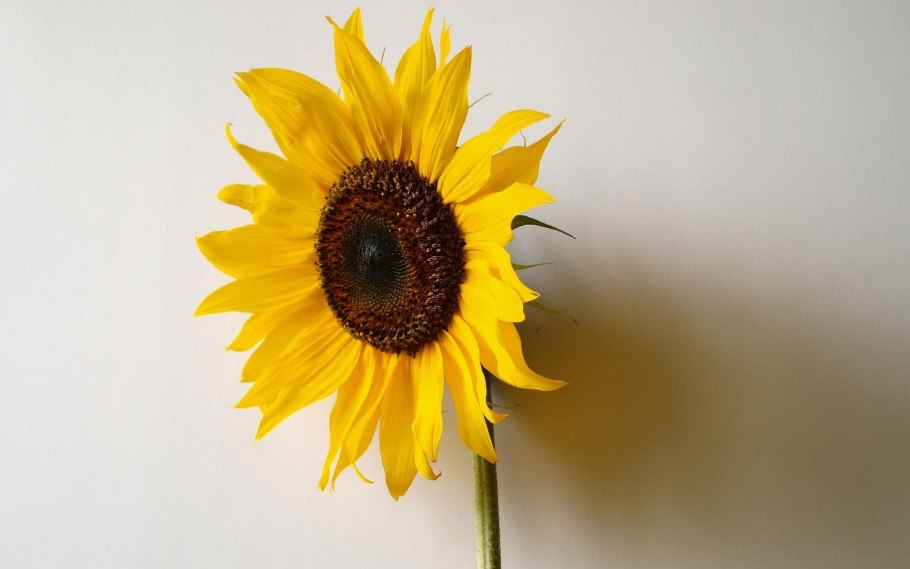 ВЕЙДЕЛЕЕВСКИЙ подсолнечник