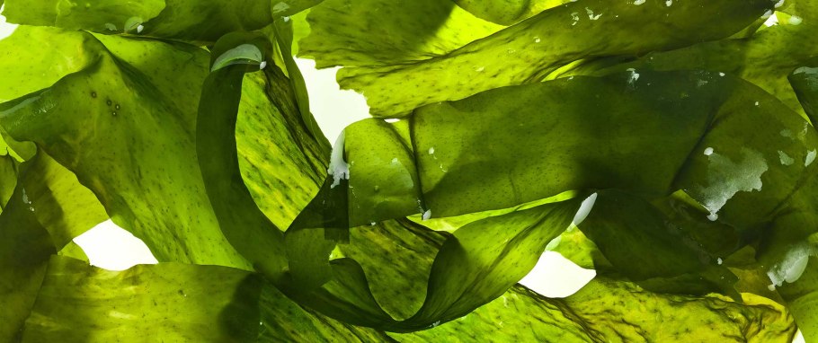 Ген молодости Альгомариновый гель для душа,400мл.