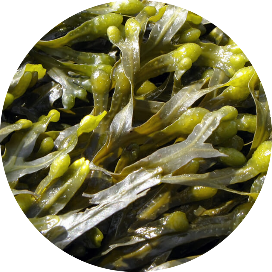 Вертера Органик гель ламинария