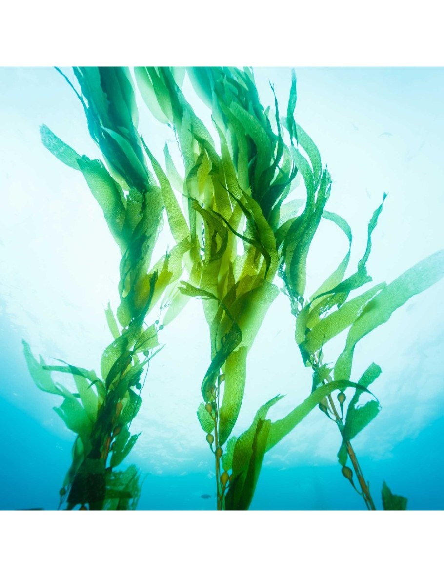 Ламинария Vertera