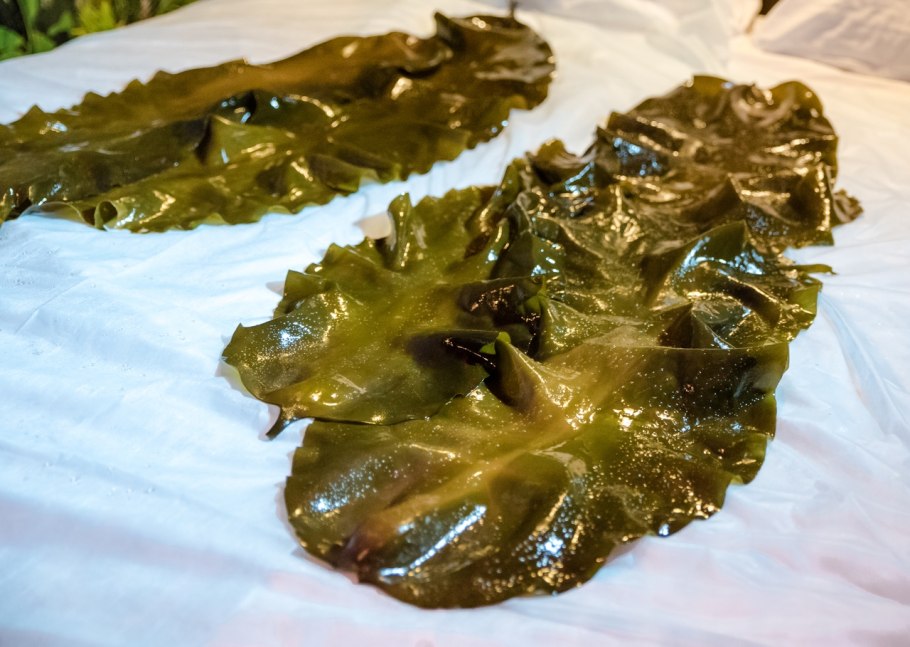 Бурые водоросли ламинария