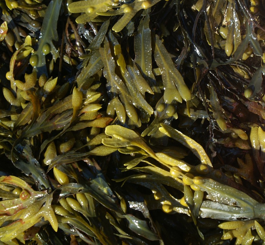 Морская капуста ламинария