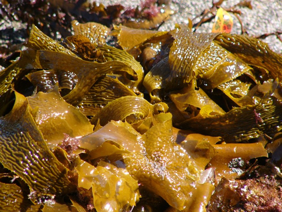 Ламифарэн ламинария