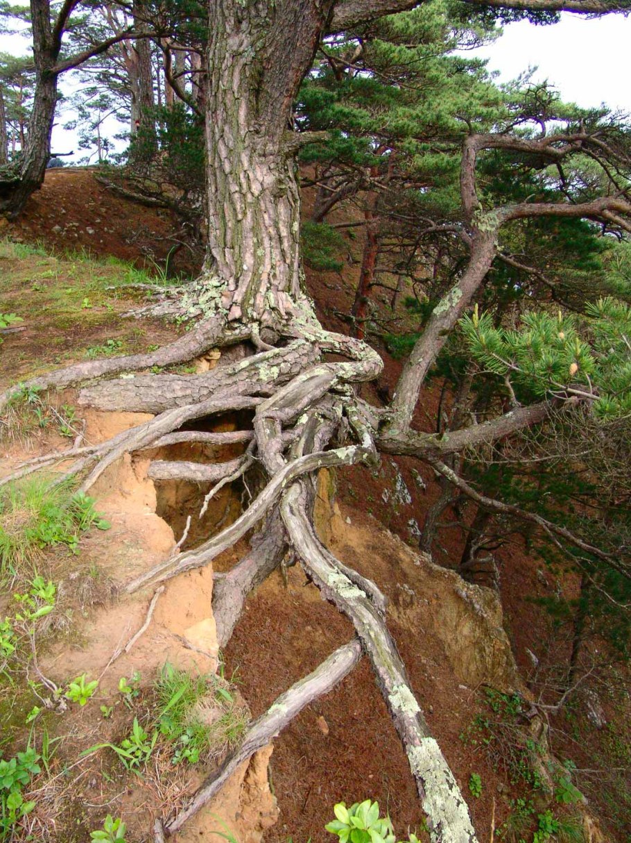 Корни лиственницы